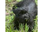 Schnauzer (Miniature) Puppy for sale in Fort Pierce, FL, USA