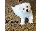 Bichon Frise Puppy for sale in Montezuma, GA, USA