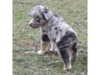 Miniature Australian Shepherd Puppy for sale in Waukon, IA, USA