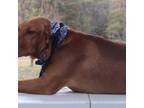 Vizsla Puppy for sale in Oak Grove, LA, USA