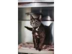 71910a Bellatrix-Pounce Cat Cafe Domestic Shorthair Adult Female