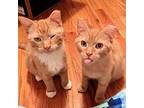 Jimmy and Dean Domestic Shorthair Young Male