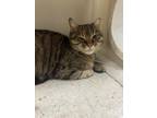 71638A Deirdre Domestic Shorthair Adult Female