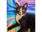 Glitter and Sprinkles Domestic Shorthair Kitten Female