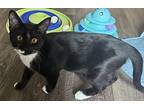 Taylor Domestic Shorthair Young Female