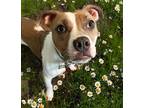 Sweet Pea Staffordshire Bull Terrier Young Female