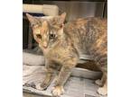 Sparkle Domestic Shorthair Young Female