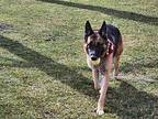 Rex German Shepherd Dog Adult Male