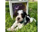 Schnauzer (Miniature) Puppy for sale in Hyattsville, MD, USA