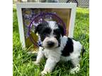 Schnauzer (Miniature) Puppy for sale in Hyattsville, MD, USA