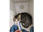 Mr. Cuddles Domestic Shorthair Young Male