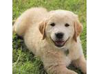 Golden Retriever Puppy for sale in Mason, MI, USA