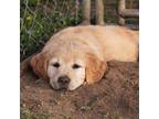 Golden Retriever Puppy for sale in Mason, MI, USA