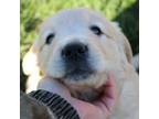 Golden Retriever Puppy for sale in Mason, MI, USA
