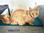 Winston Churchill Domestic Longhair Young Male