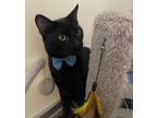 Charlie Domestic Shorthair Young Male