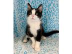 Percy and Pearl Domestic Shorthair Kitten Male