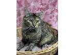 Lainey Domestic Shorthair Young Female