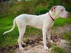 Goose Dogo Argentino Young Male