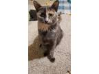 Lilah Domestic Shorthair Adult Female