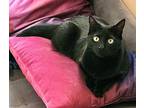 Soup23T Domestic Shorthair Young Female