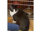Lance Domestic Shorthair Young Male