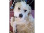 Brandon Westie, West Highland White Terrier Young Male
