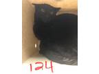NO HOME Domestic Shorthair Adult Male