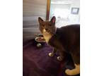 Tansy Domestic Shorthair Young Female