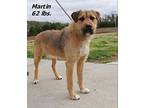 Martin (Bruno) Mixed Breed (Medium) Young Male