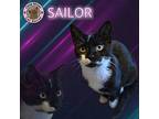 Sailor Domestic Shorthair Young Male