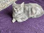 Gabby Domestic Shorthair Young Female