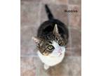 BUBBLES Domestic Shorthair Adult Female