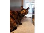 Aurora Domestic Shorthair Young Female