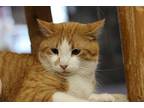 Miles Domestic Shorthair Adult Male