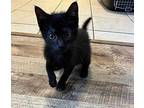 Joplin Domestic Shorthair Kitten Female