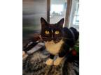 Crabapple Domestic Shorthair Young Female
