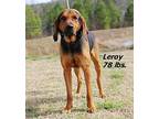 Leroy Mixed Breed (Medium) Young Male