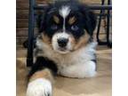 Australian Shepherd Puppy for sale in Peck, MI, USA