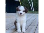 Australian Shepherd Puppy for sale in Peck, MI, USA