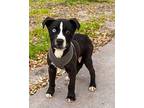 Rocky Biondo Mixed Breed (Medium) Puppy Male