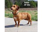 Tessa Mixed Breed (Medium) Young Female