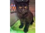 Pantera Domestic Shorthair Kitten Female