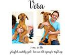 Vera Mixed Breed (Medium) Young Female