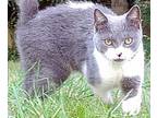 Squirrel American Shorthair Adult Male