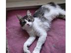 Cierra24 Domestic Mediumhair Kitten Female