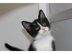 Calypso Domestic Shorthair Kitten Male