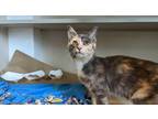 Maya Domestic Shorthair Kitten Female