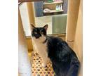 Warwick Domestic Shorthair Young Male