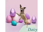 Daisy Australian Cattle Dog Young Female